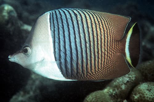 Whiteface Butterflyfish
