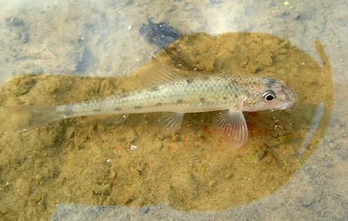Whitefin Gudgeon