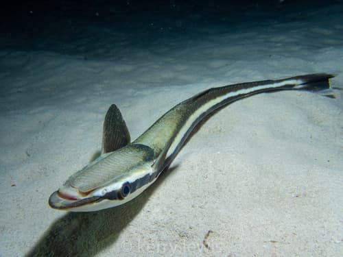 Whitefin Sharksucker