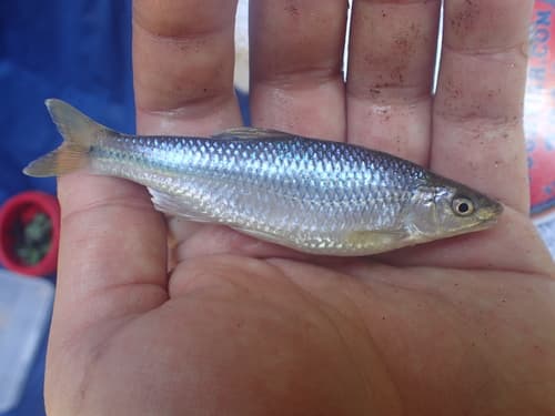 Whitefin Shiner