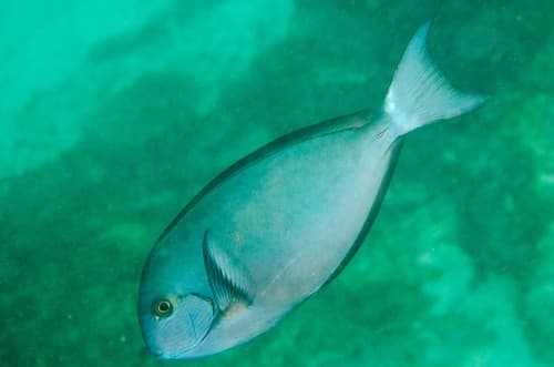 Whitefin Surgeonfish