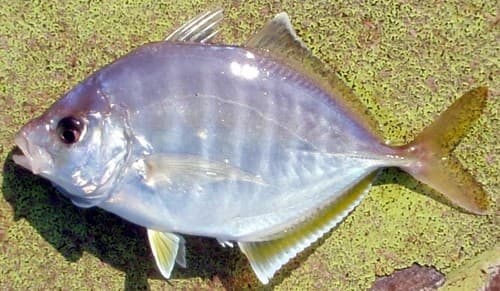 Whitefin Trevally