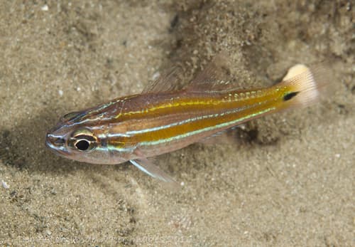 Whiteline Cardinalfish