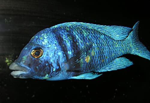Whitelip Cichlid