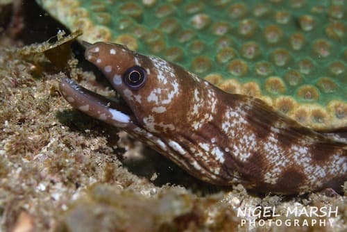 Whitelip Moray