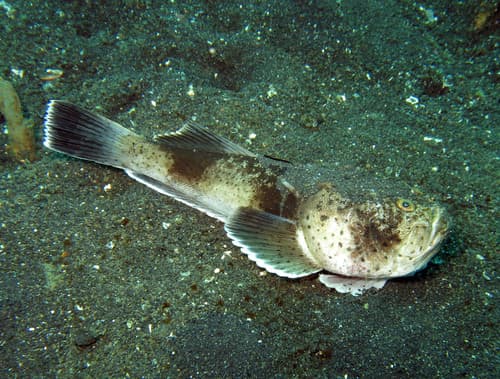 Whitemargin Stargazer