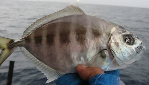 Whitemouth Trevally