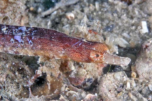 Whitenose Pipefish