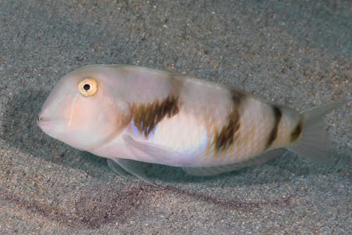 Whitepatch Razorfish