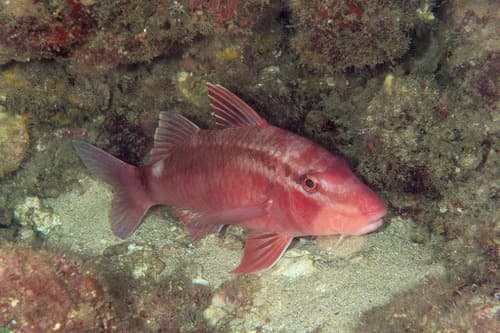 Whitesaddle Goatfish