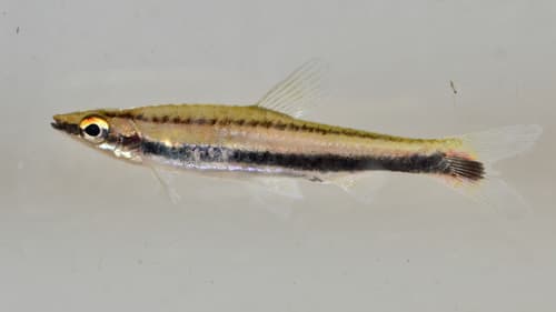 Whiteside Pencilfish