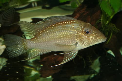 Whitespot Eartheater