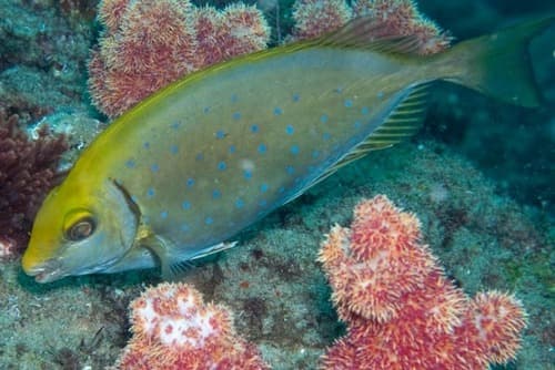 Whitespotted Rabbitfish