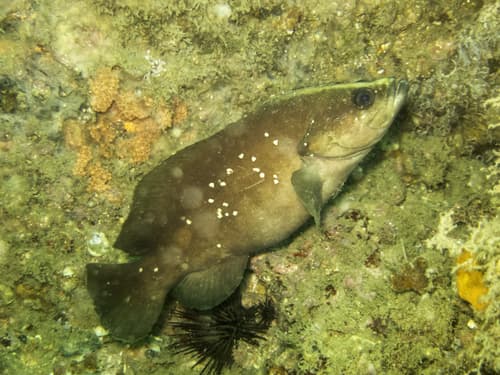 Whitespotted Soapfish