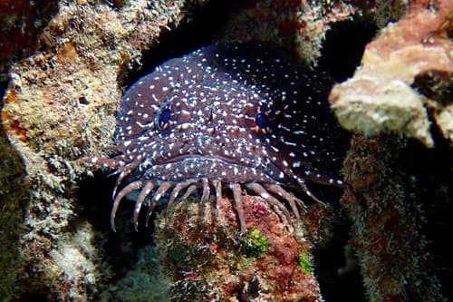 Whitespotted Toadfish