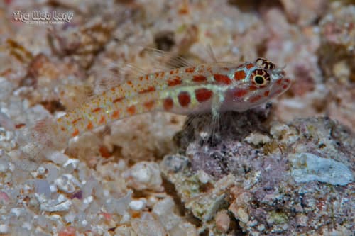 Whitestriped Pygmygoby