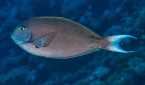 Whitetail Surgeonfish