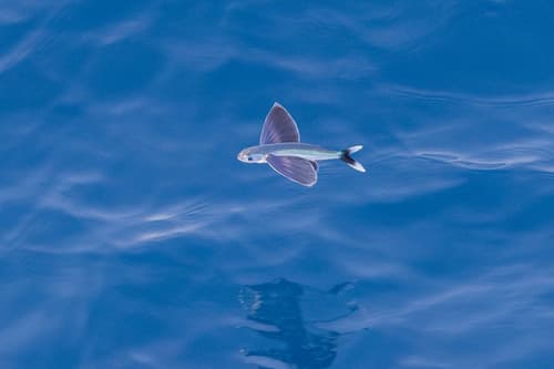 Whitetip Flying Fish