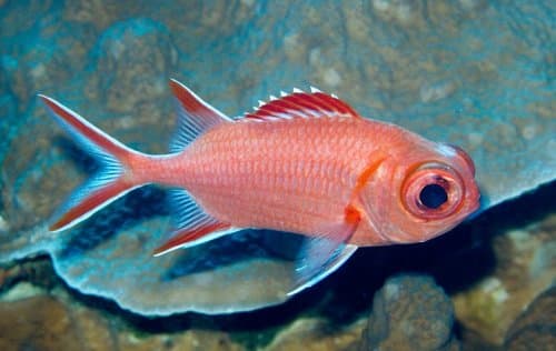 Whitetip Soldierfish