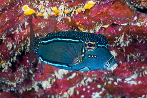 Whitley's Boxfish