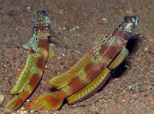 Wide-barred Shrimpgoby