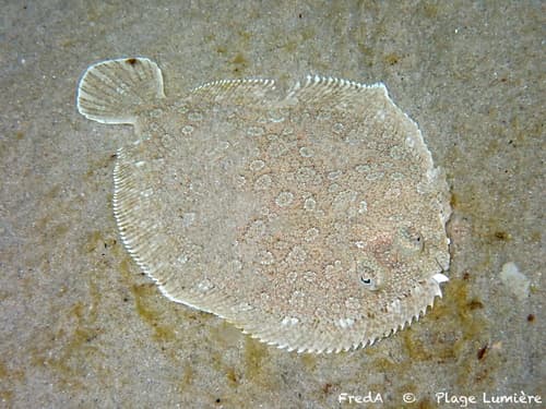 Wide-eyed Flounder