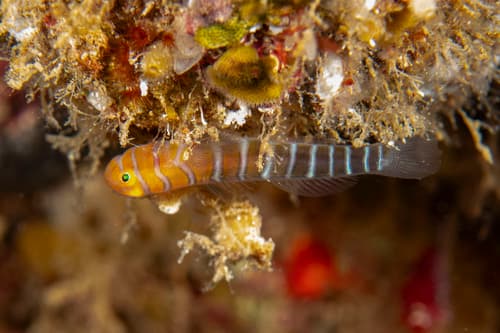 Widebanded Cleaning Goby