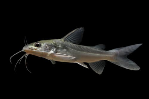 Widehead Catfish