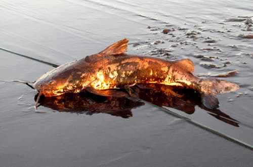 Widehead Sea Catfish