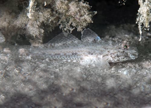 Wilbur's Goby