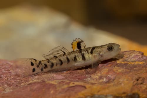 Wilson's Mangrovegoby