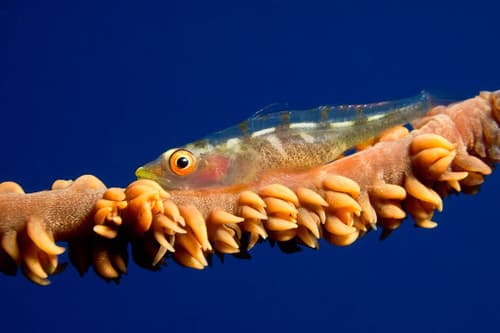 Wire Coral Goby
