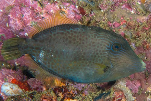 Wirenet Filefish