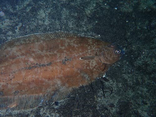 Witch Flounder