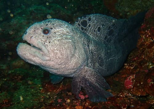 Wolf Eel