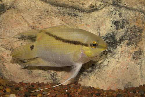 Wonderful Flag Cichlid