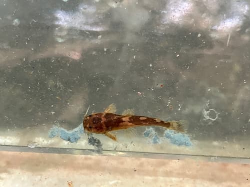 Wood Bumblebee Catfish