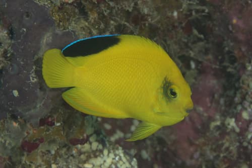 Woodhead's Angelfish
