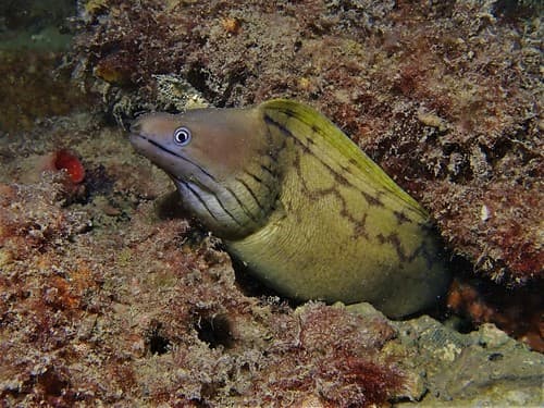 Woodward's Moray