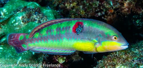 Wounded Wrasse