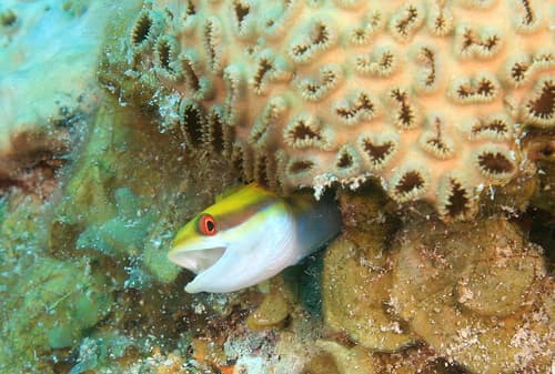 Smith's Fangblenny