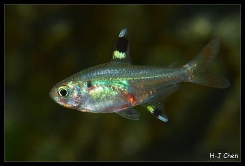 X-ray Tetra