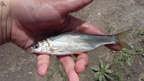 Large-scaled Xenocypris