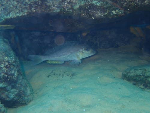 Xenotilapia boulengeri