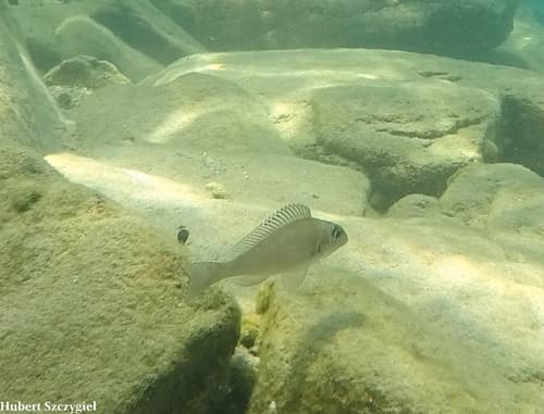 Xenotilapia Spilopterus