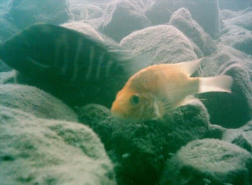 Xilo Cichlid