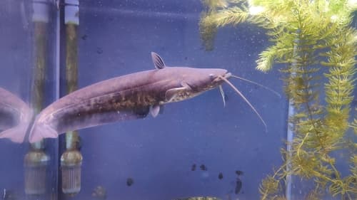 Yangtze Catfish