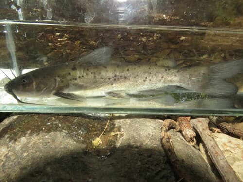 Yaqui Catfish