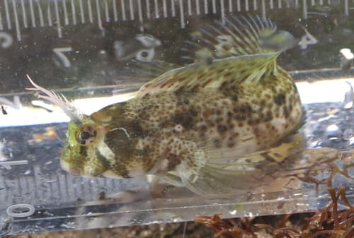 Yatabe Blenny