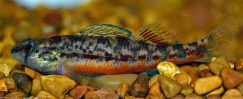 Yazoo Darter